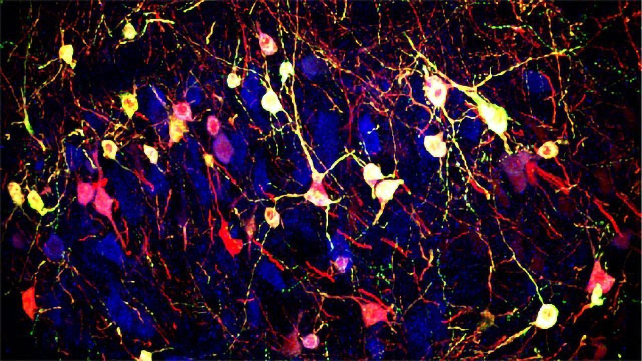 Exercise Boosts Motor Learning Via Changes in Neurotransmitters