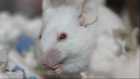 Mouse Study Links Maternal Immune Response To Newborn Behavioral Deficits