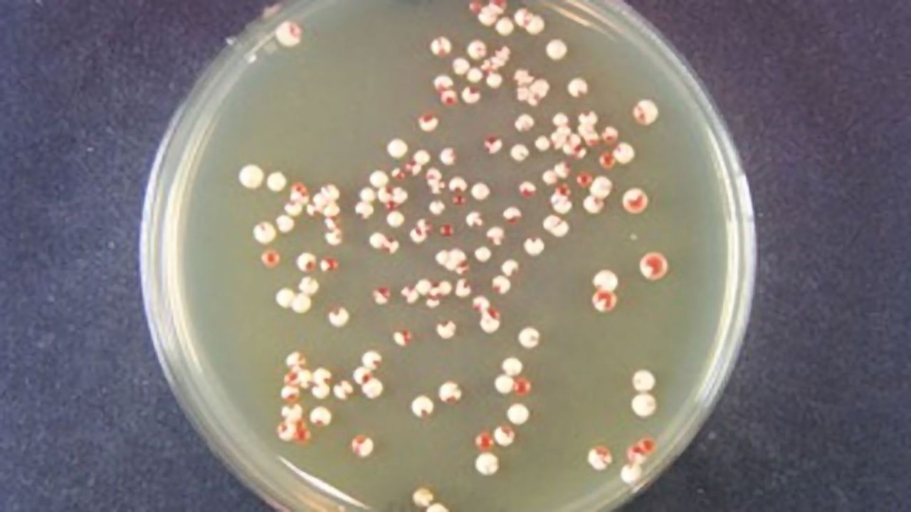 The Origin of Prion Diseases' Deadly Spread