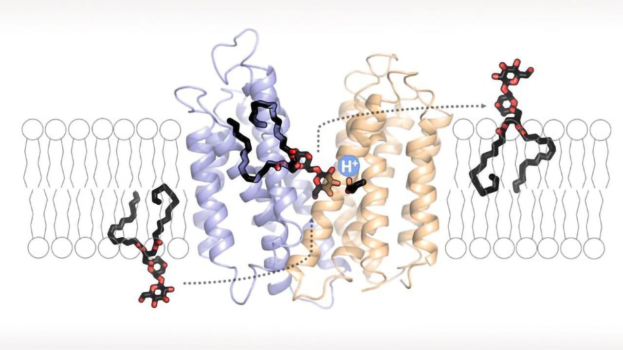 How Pathogens Protect Themselves From Our Acidic Body