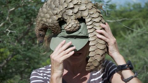 Genetic Study Suggests Pangolins May Possess an Evolutionary Advantage Against Coronaviruses
