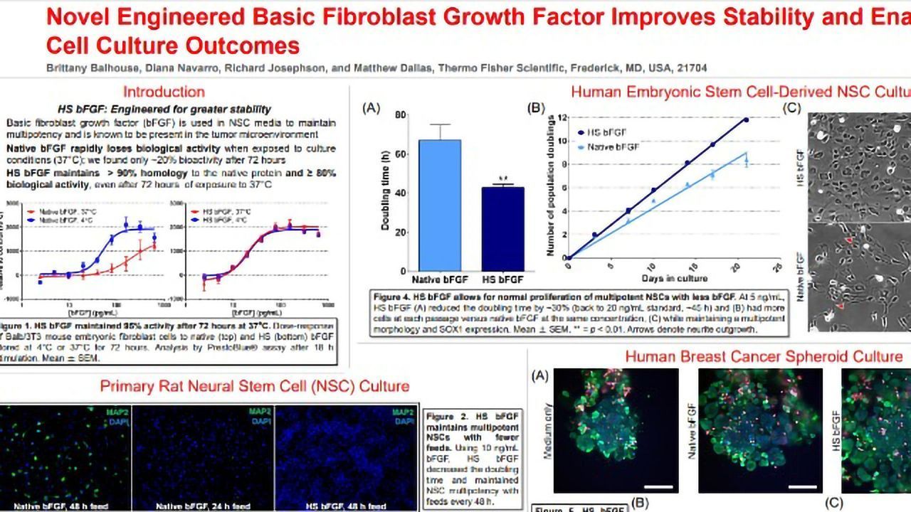 Novel Engineered Basic Fibroblast Growth Factor Improves Stability and Enables Improved Cell Culture Outcomes