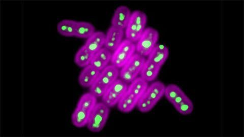 Cyanobacteria