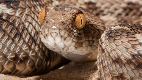 A New Way To Treat a Snakebite?