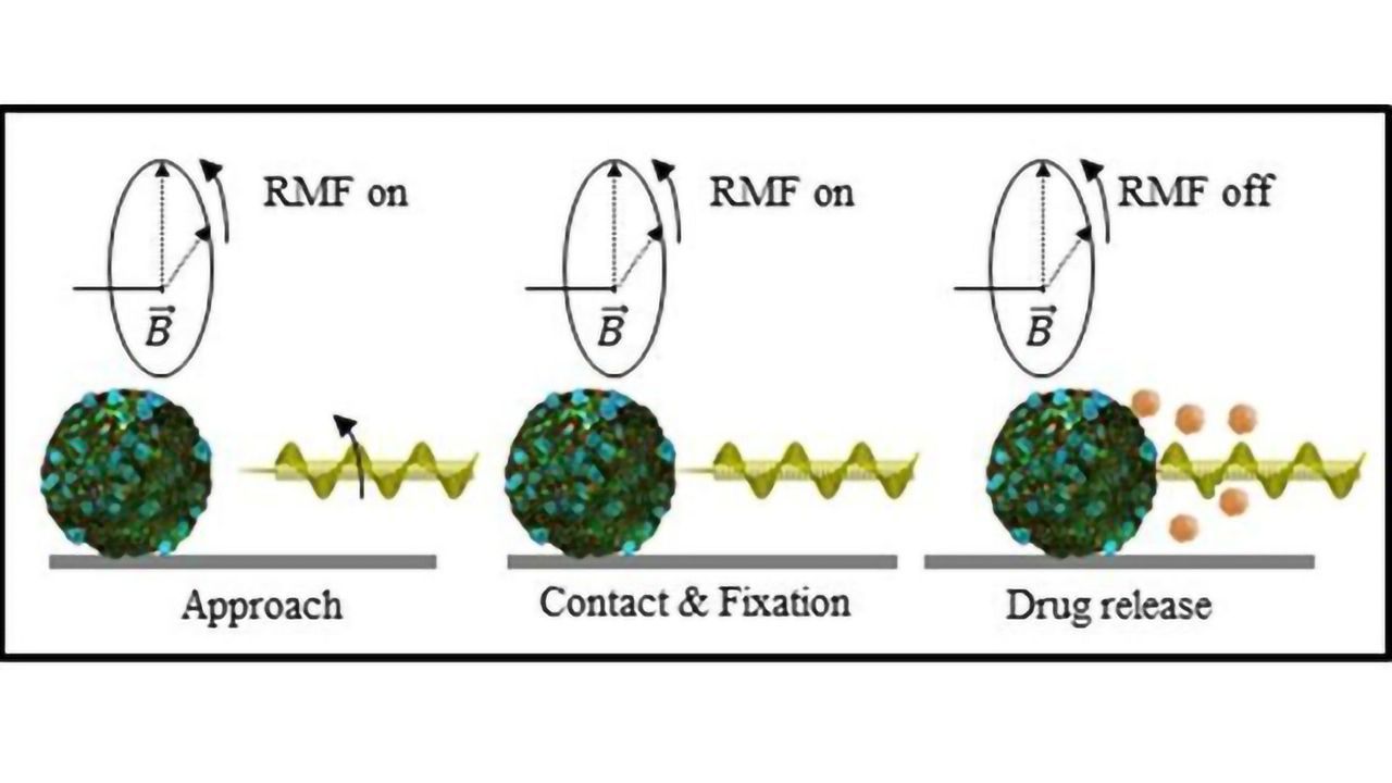 Keeping Drug-loaded Microrobots Stuck to Cancer Tissue