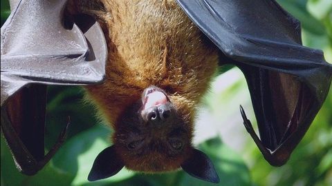 "Super Immunity" of Bats May Explain How They Carry Coronavirus