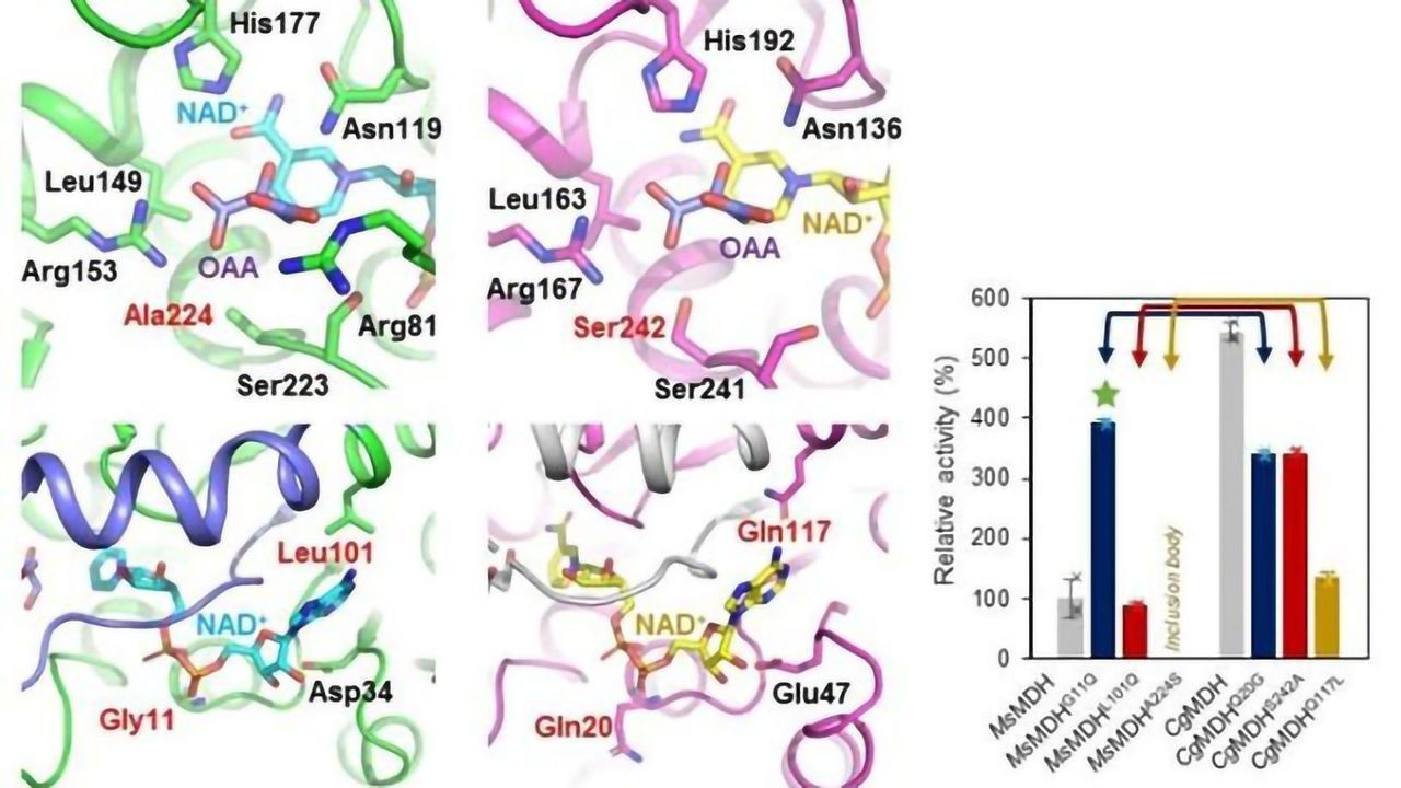 Bacteria Act as an Industrial Chemical Precursor Factory