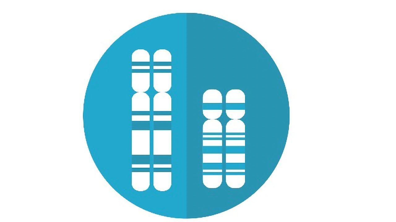 How Small Chromosomes Compete With Big Ones for a Cell’s Attention
