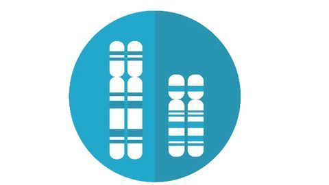 How Small Chromosomes Compete With Big Ones for a Cell’s Attention