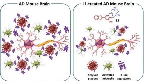 Molecule Reduces Multiple Pathologies Associated With Alzheimer's Disease