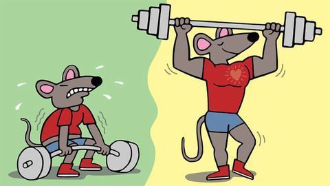 Gene Therapy Builds Muscle in Mice Without Additional Exercise