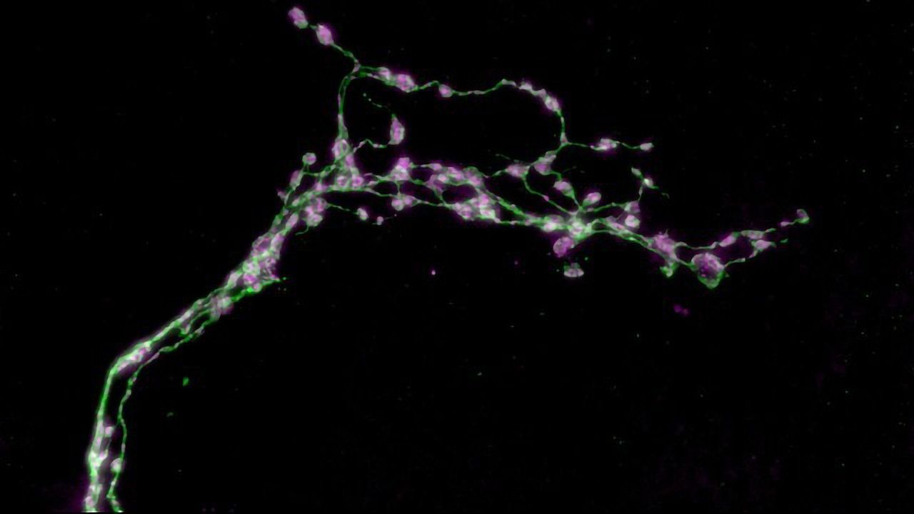 A Role Reversal for the Function of Circadian Network Neurons