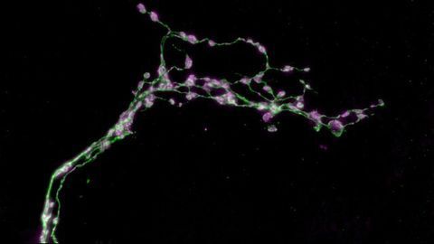 A Role Reversal for the Function of Circadian Network Neurons