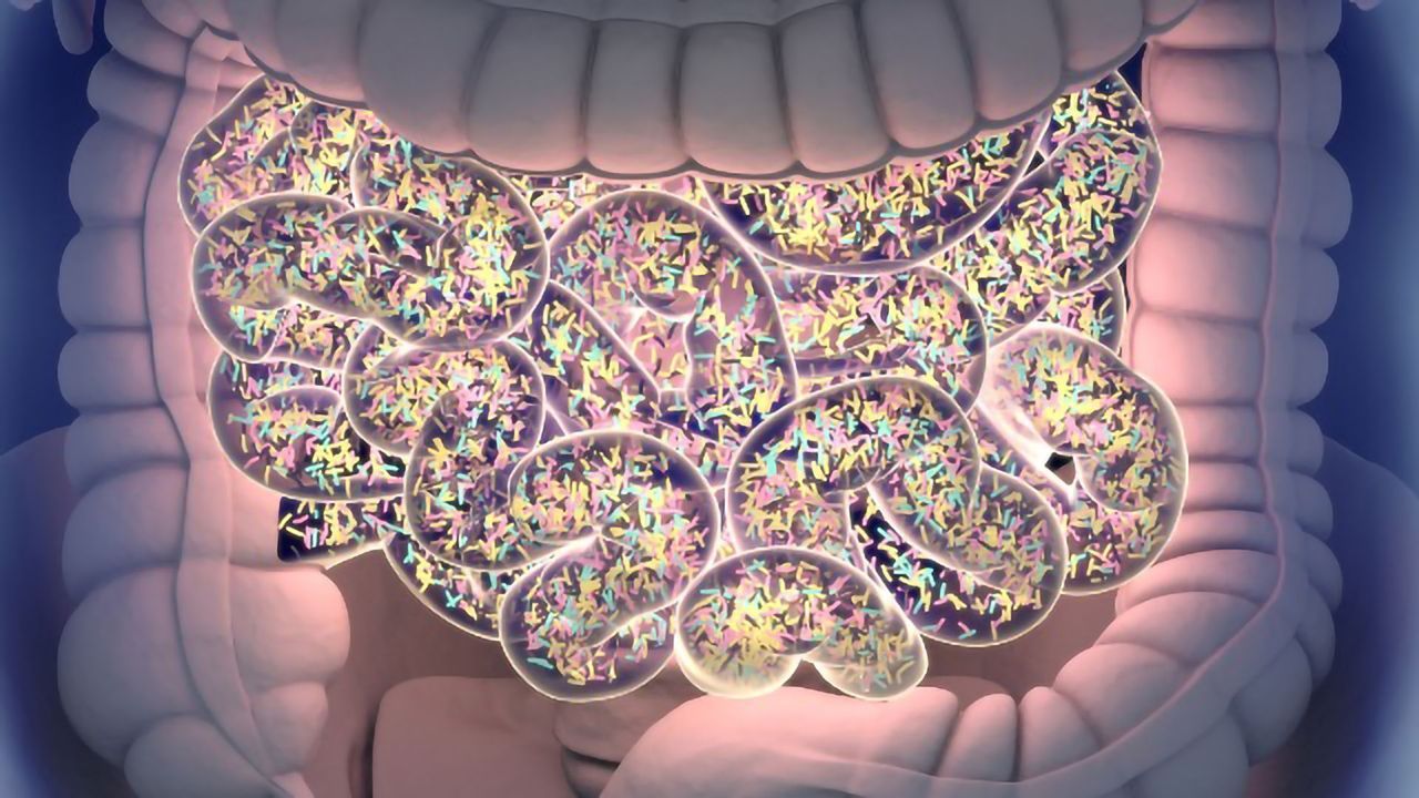 Microbiome Key to Immune System Function