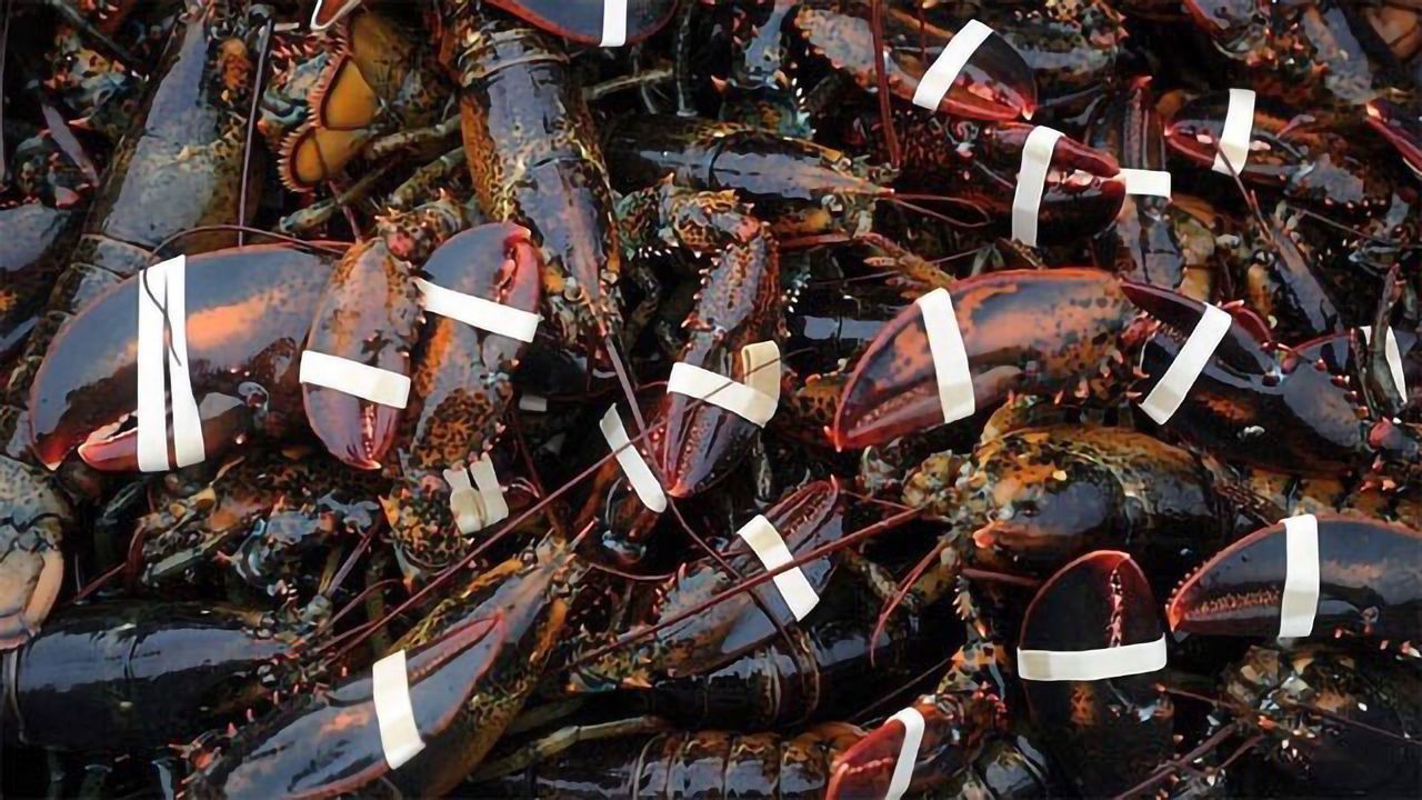 Seafood Traceability Captures Lobsters Crossing the Pond