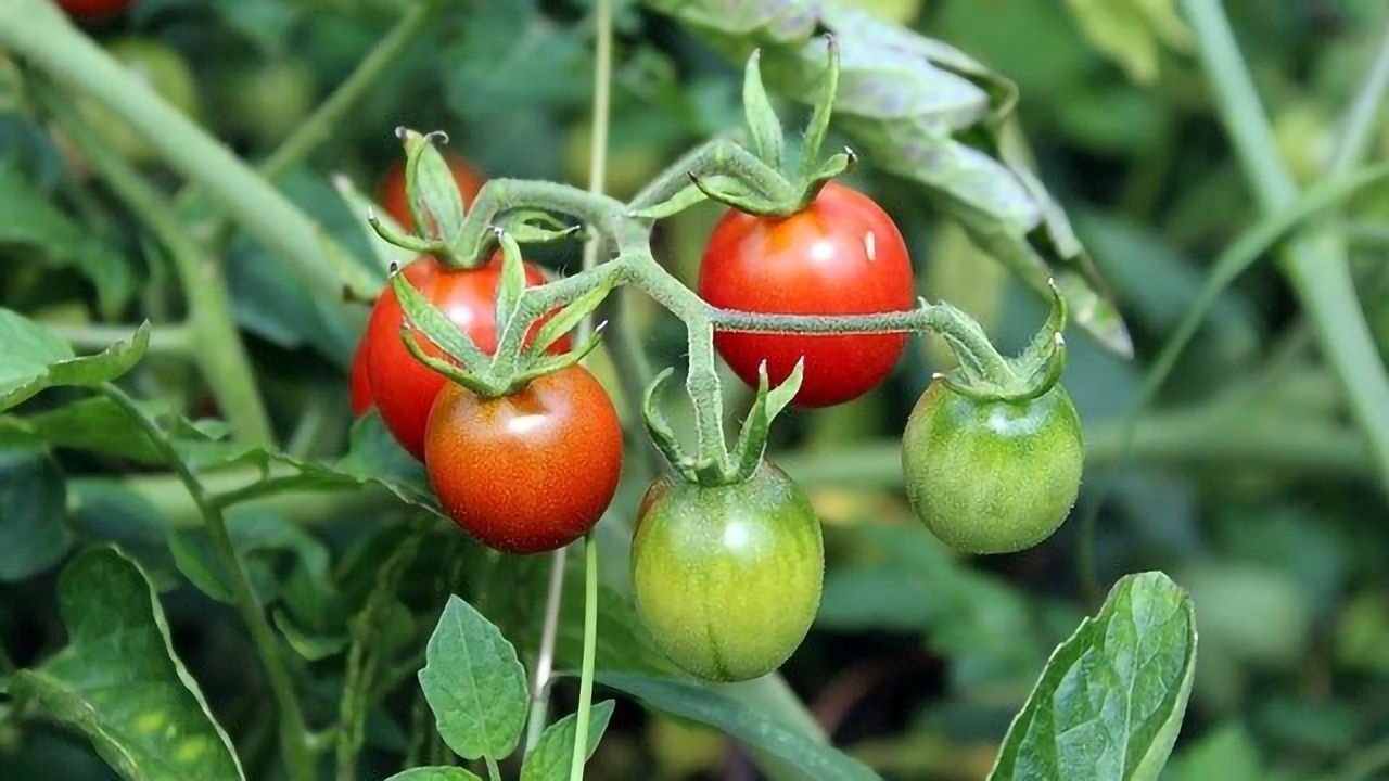 Test Picks Out the Culprits of Tomato Bacterial Canker