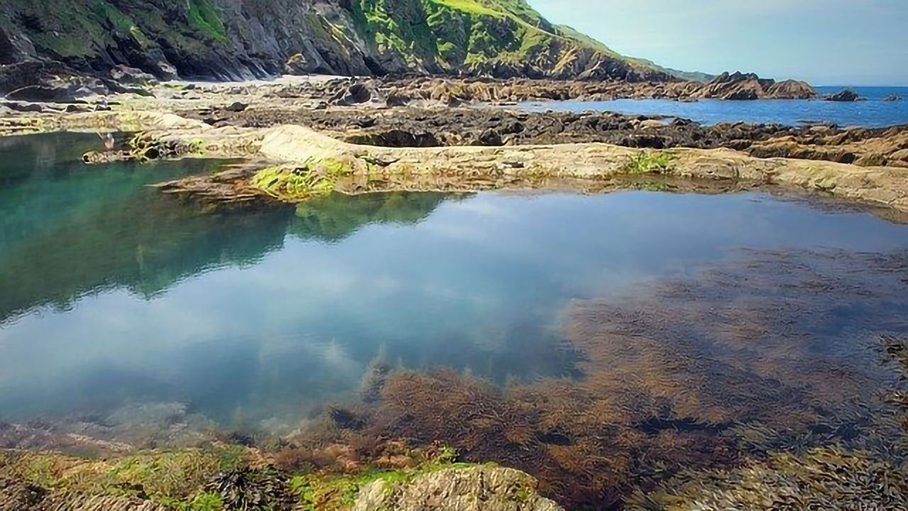 Invasive Seaweed Turned Into Fuel and Fertilizer