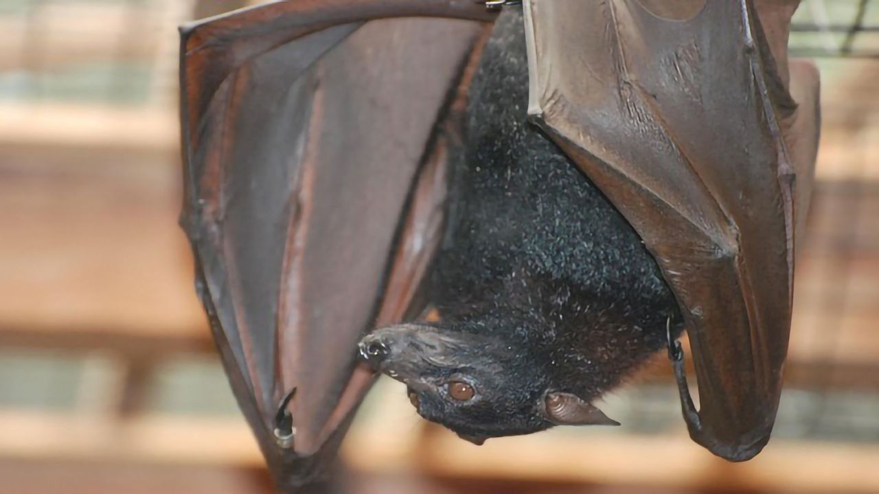 Spotlight on Coronavirus Evolution As SARS-CoV-2 Relative Is Found in Bats