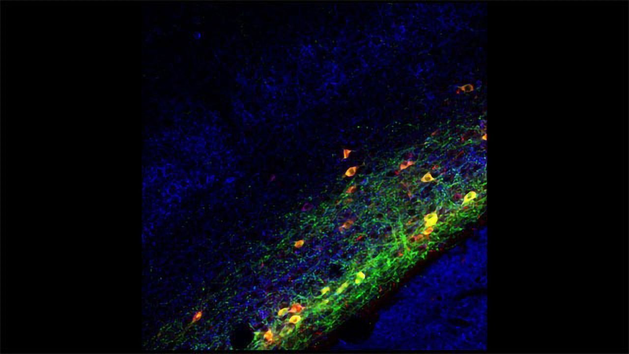 The "Consciousness Conductor" That Synchronizes Areas in the Mouse Brain
