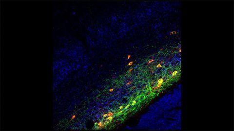 The "Consciousness Conductor" That Synchronizes Areas in the Mouse Brain