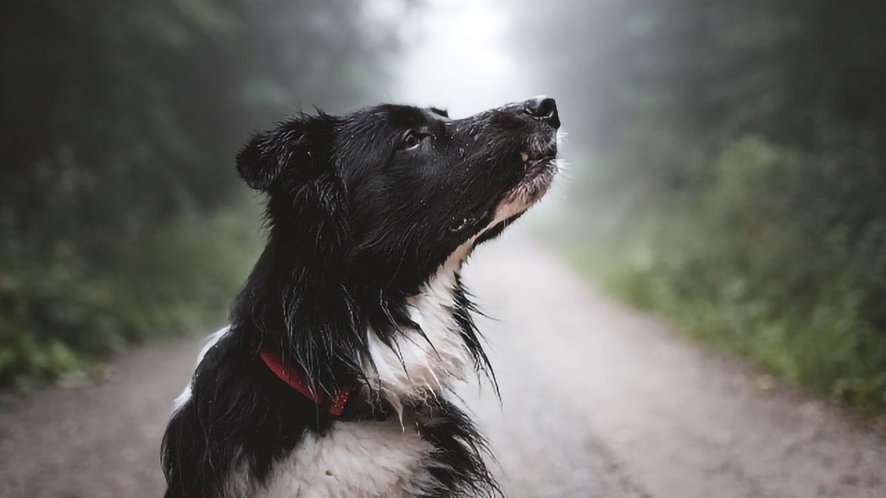 How Does the Brain Cut Out Common Odors To Focus on Important Ones?