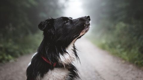 How Does the Brain Cut Out Common Odors To Focus on Important Ones?