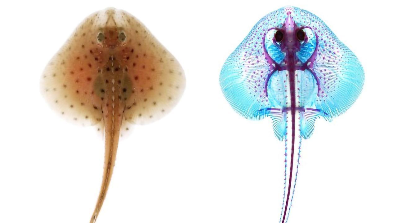 Little Skates Could Hold the Key to Cartilage Therapy in Humans
