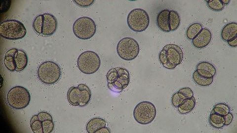 Viral Protein Discovery Reveals a New Class of Cell Division Disruptors