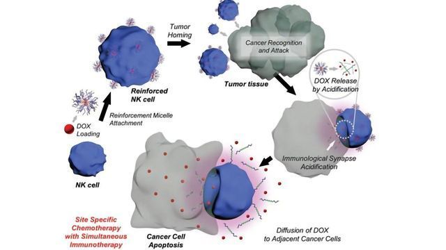 Researchers Create "Assassin" Cells Armed With Anticancer Drugs content piece image 