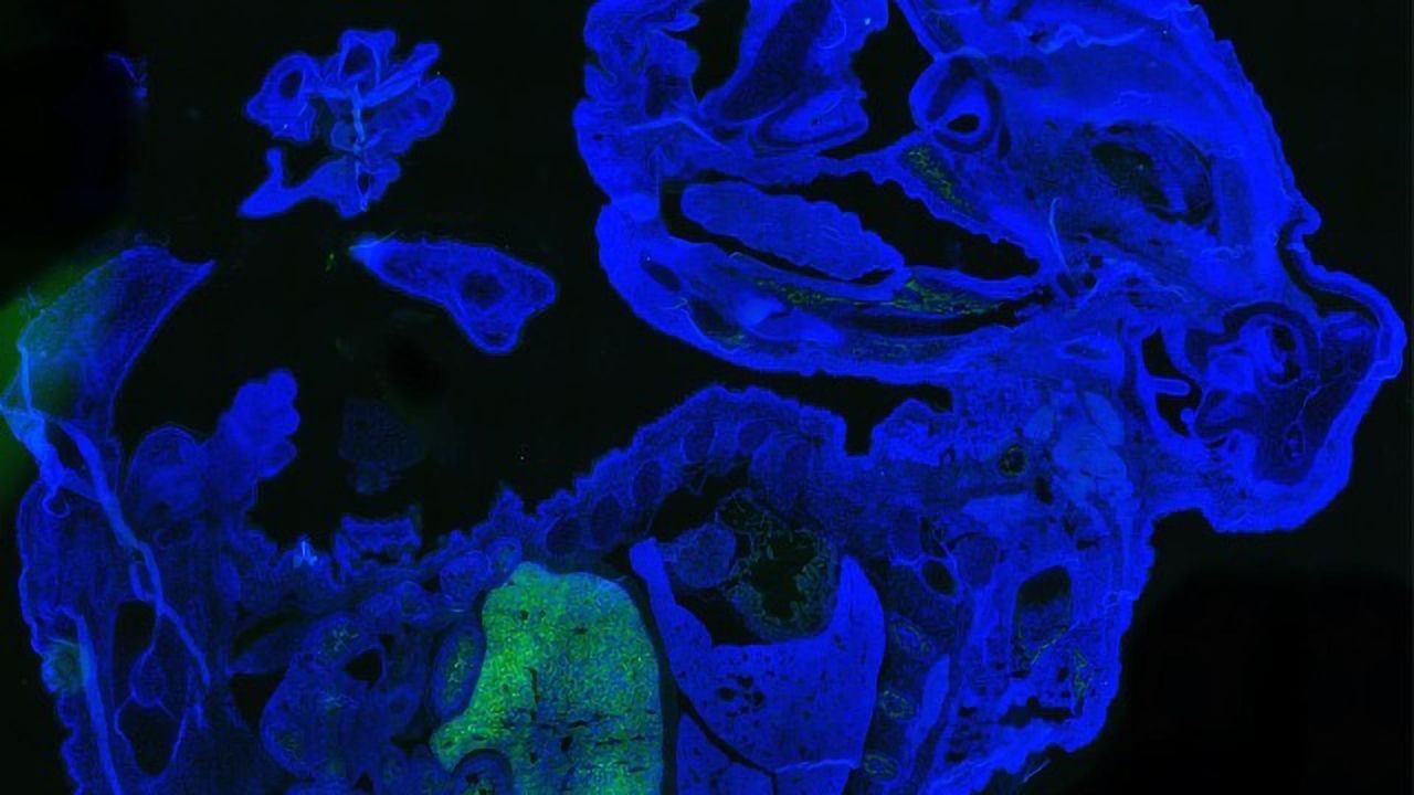 Scientists Generate Millions of Mature Human Cells in a Mouse Embryo