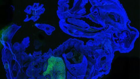 Scientists Generate Millions of Mature Human Cells in a Mouse Embryo