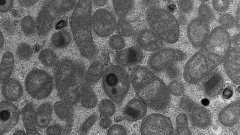 Vitamin B3 Has Therapeutic Effect in Progressive Muscle Disease