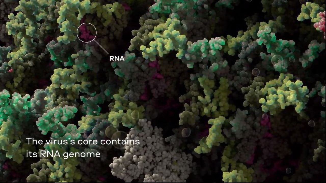 3D Model of the SARS-CoV-2 Virus at Atomic Resolution