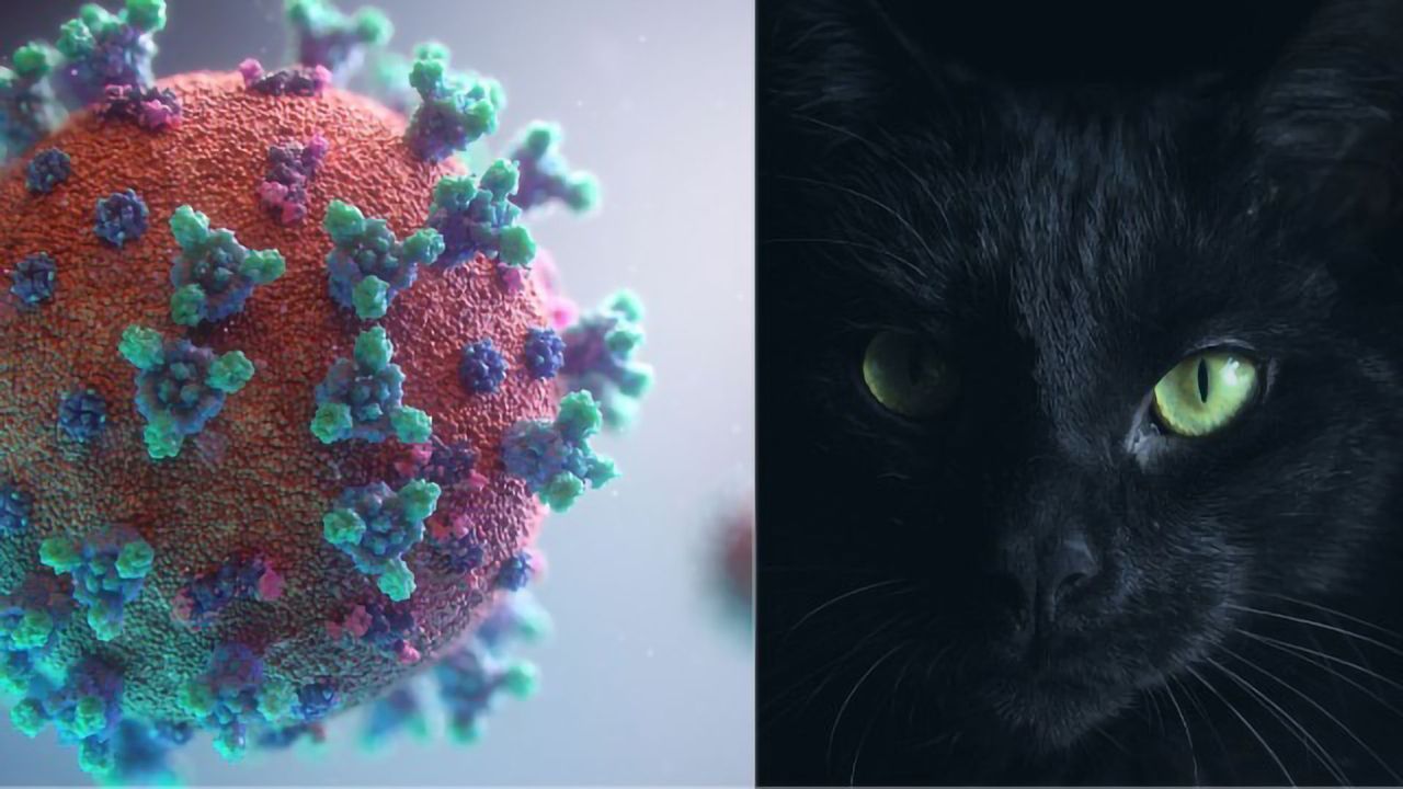 Domestic Cats Can Readily Become Infected With SARS-CoV-2, and May Transmit It To Other Cats, New Study Confirms