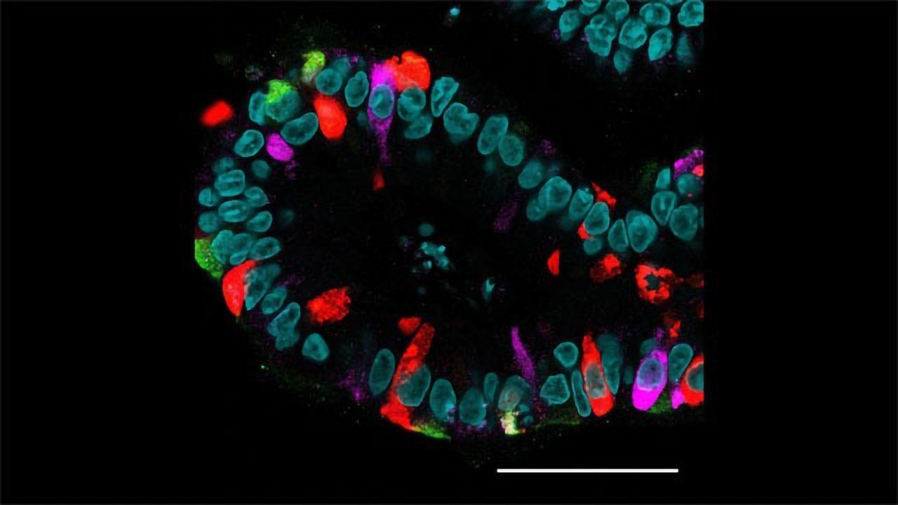 A Deep Look Into the Gut’s Hormones