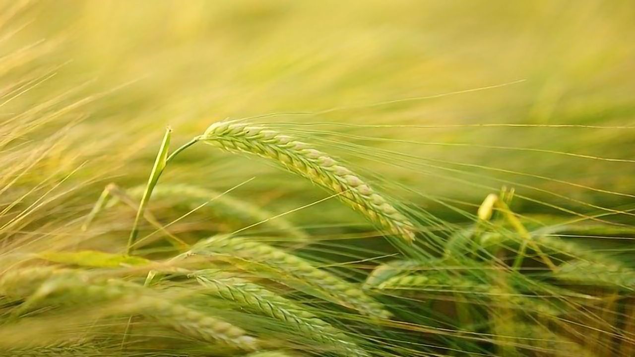 Use of Vegetation Indices to Detect Plant Diseases