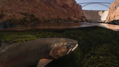 Mercury Pollution Fate Determined by Shifting Food Webs