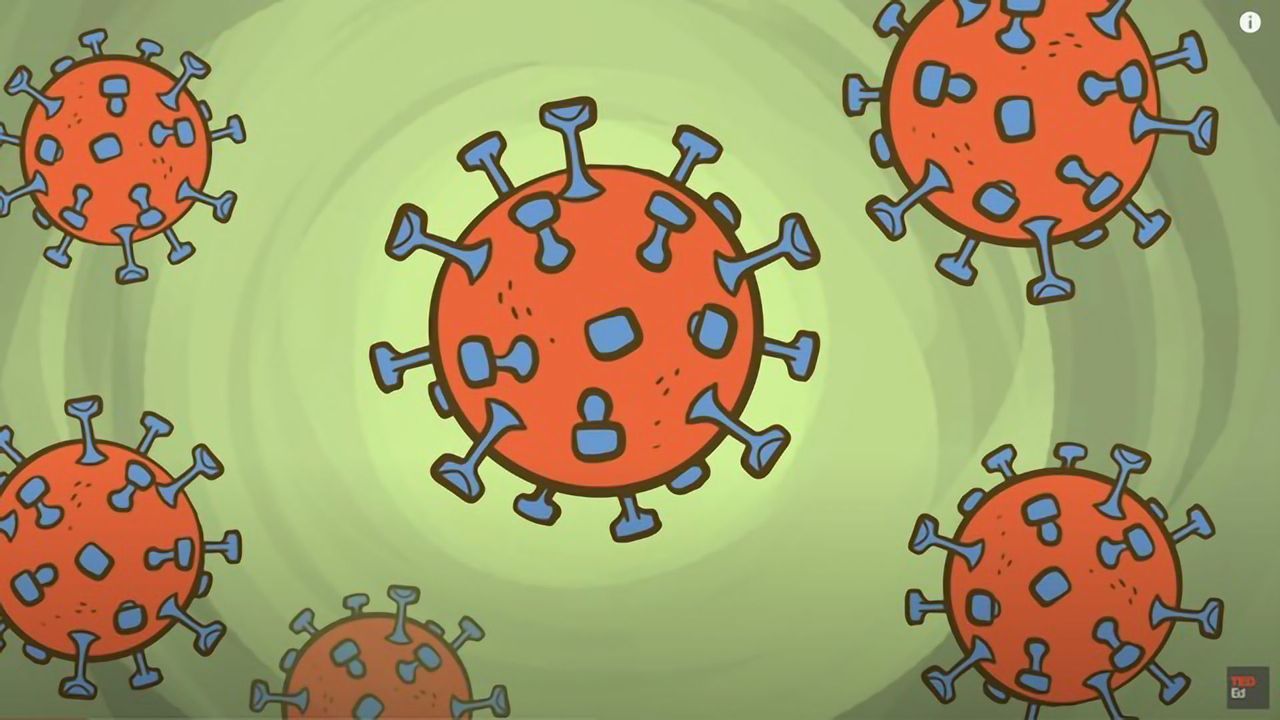 What Is a Coronavirus?