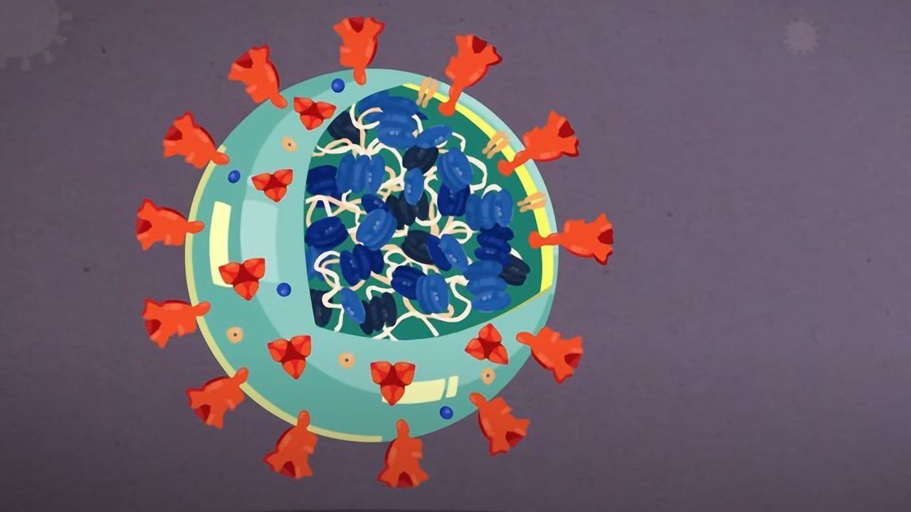 Coronavirus Anatomy Explained: Science, Simplified