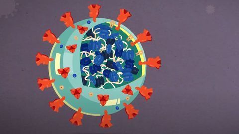 Coronavirus Anatomy Explained: Science, Simplified