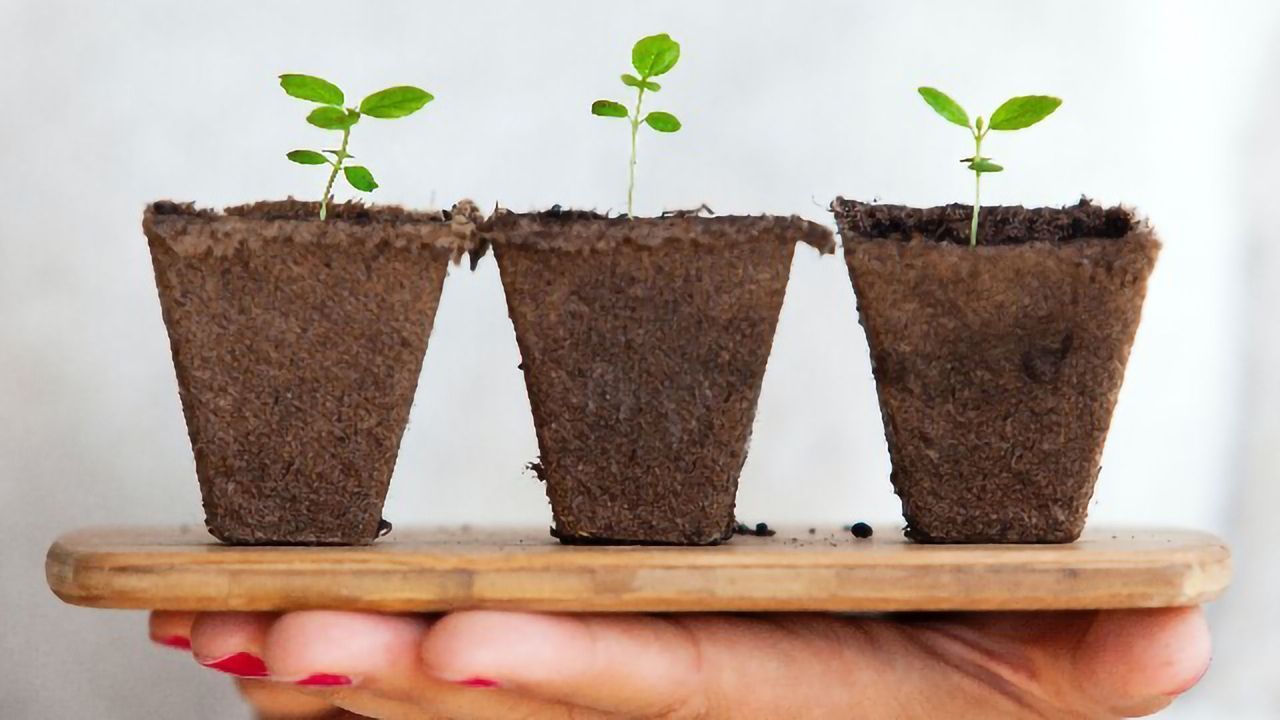 How Do Plants Forget?