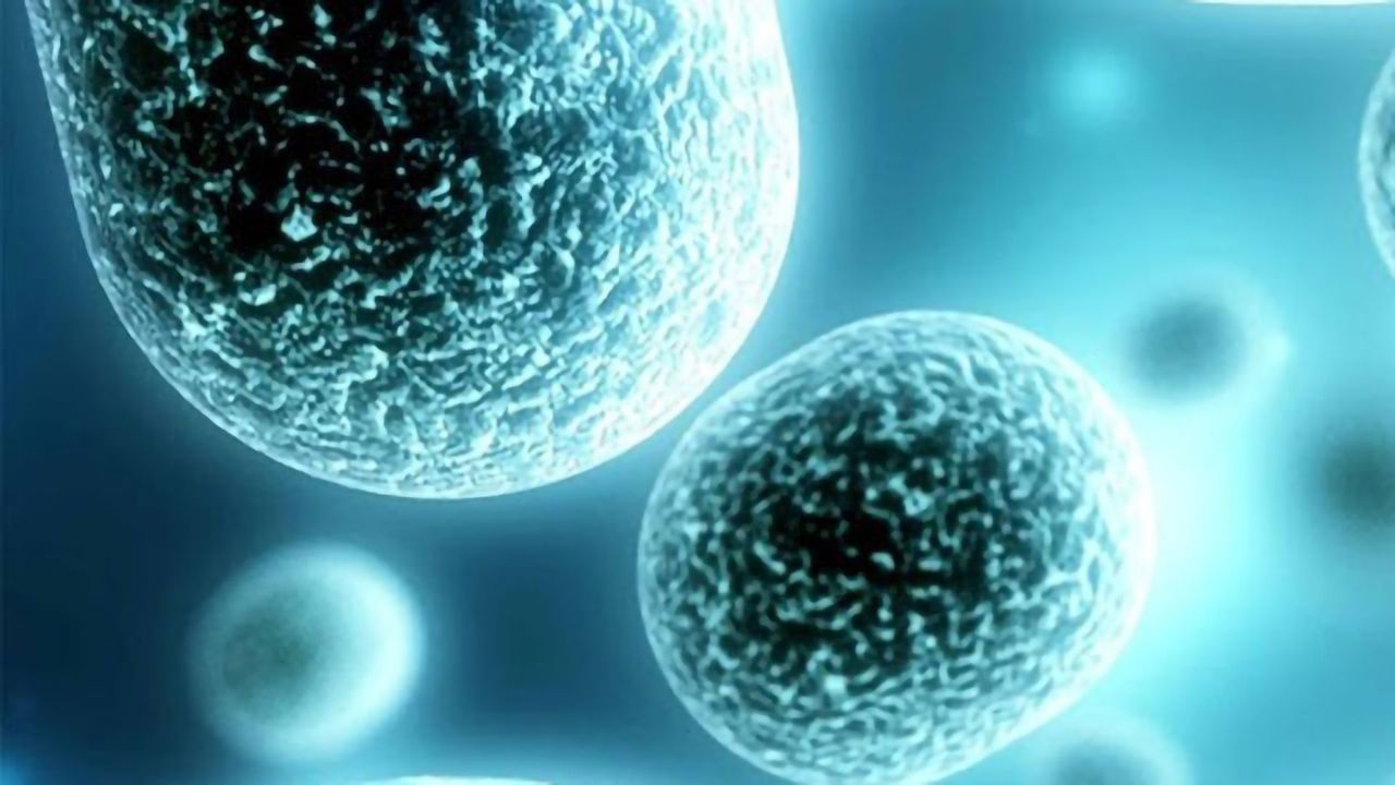 High-Throughput Screening Using Luciferase Reporter Cell Lines
