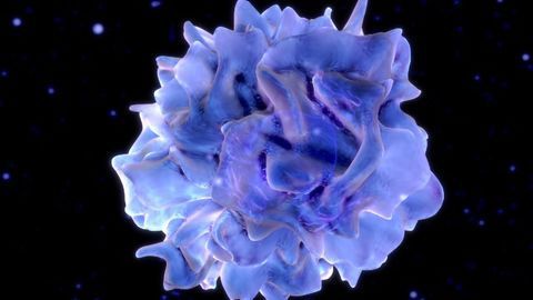 Dendritic Cell Labeling Enables Tracking and Immune Modulation