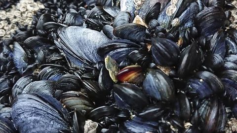 Clumping of Mussels Into Reefs Increases Risk of Microplastic Exposure and Consumption Three-fold