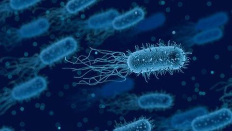 New Intermediate Discovered in Bacterial Cell Wall Synthesis