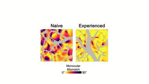 How Early Visual Experience Creates The Binocular World