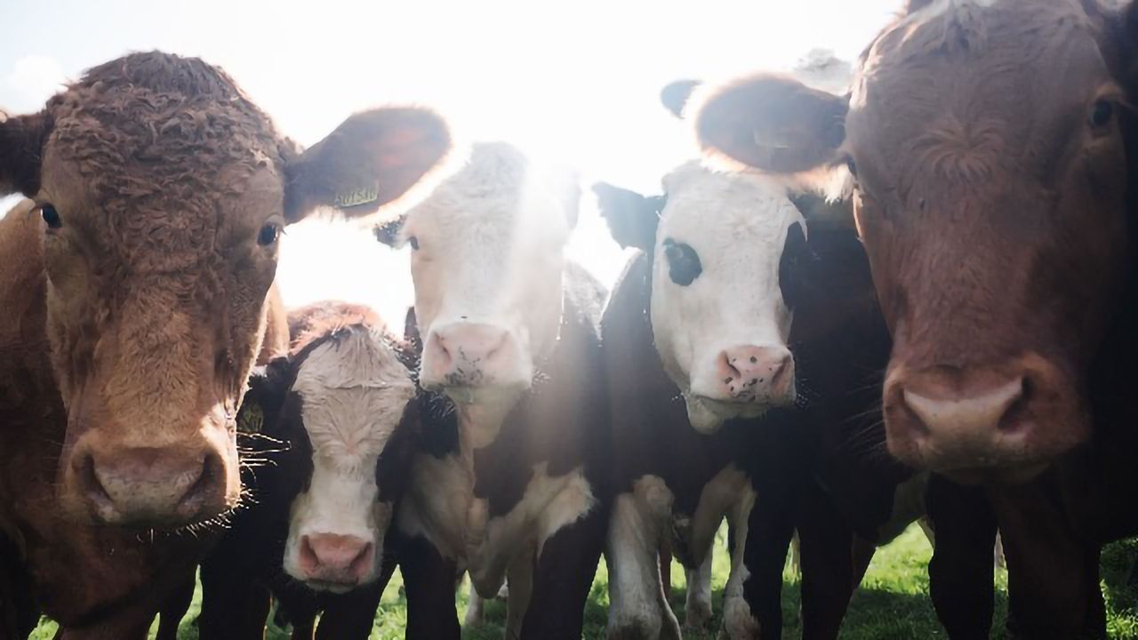 Genomic Progress in Dairy Science
