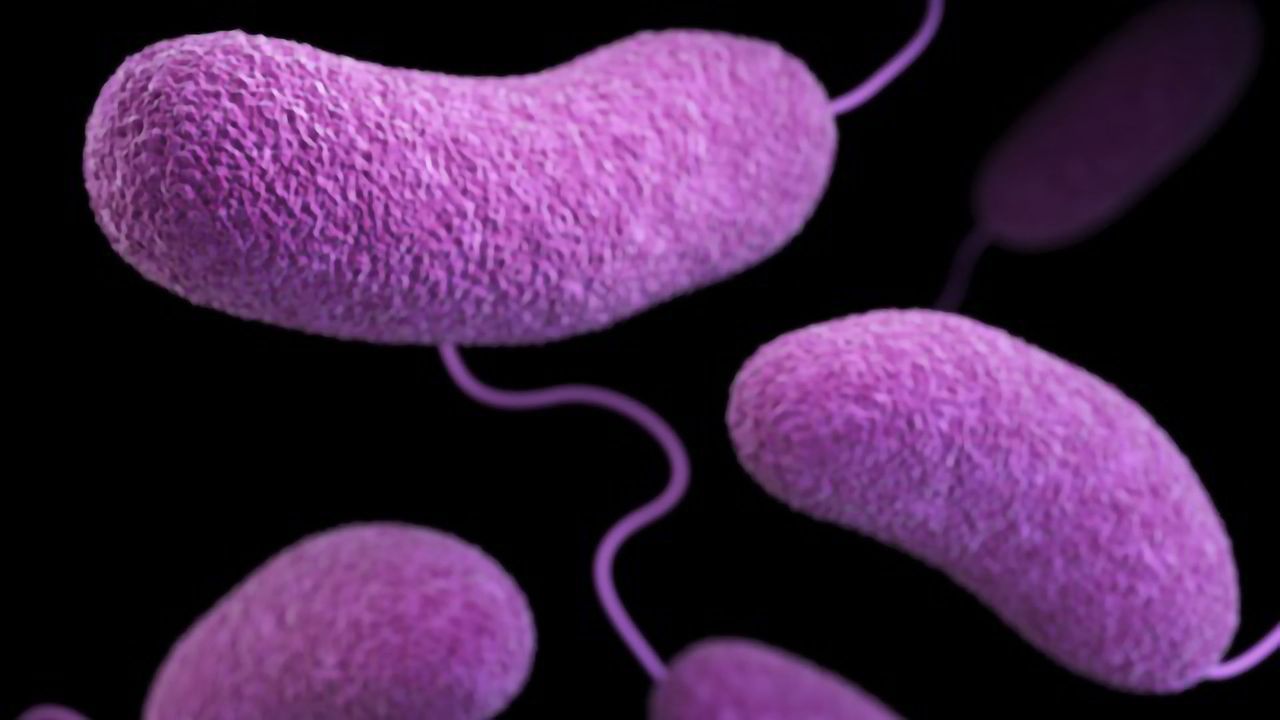 Bacterial System Enables Injection of Proteins Into Eurkaryotic Cells