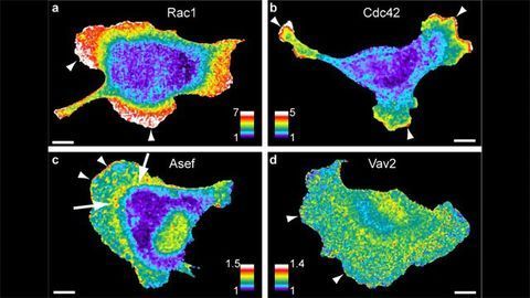 New Tool Maps the Flow of Information Within Living Cells