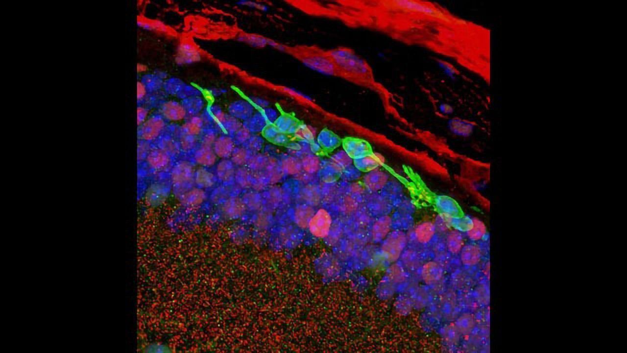 Photoreceptor-like Cells